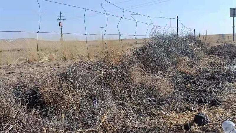 不被“看见”的草原网围栏：对野生动物产生负面效应