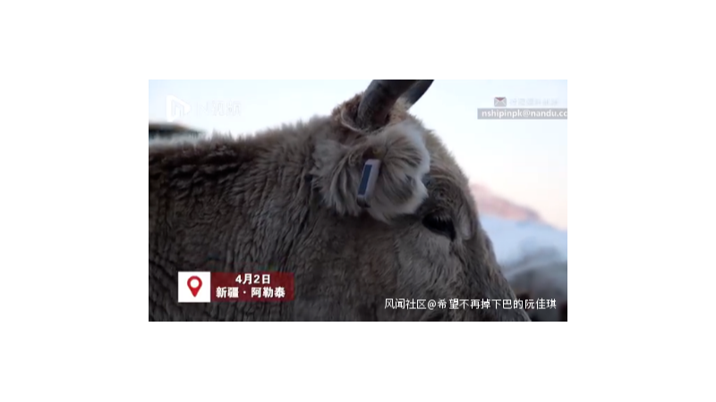 小牛看家趣闻：新疆牧民在家用北斗放牛，网友为BBC“连夜赶稿”