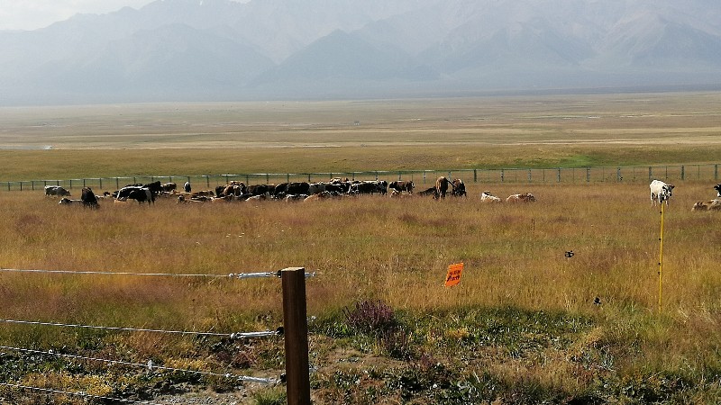 小牛看家提醒您：划区轮牧对治理草地荒漠化具有必要性！