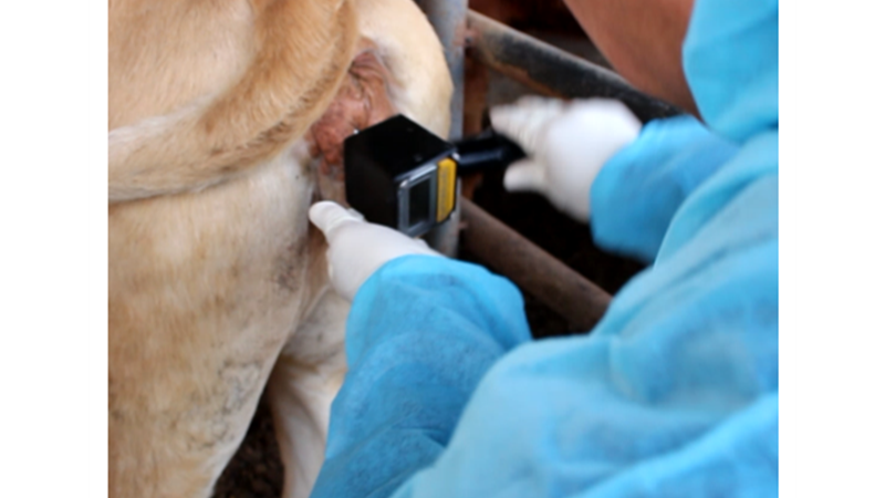 爱牧多厂家建议：牛排卵测定仪这样用才准确！