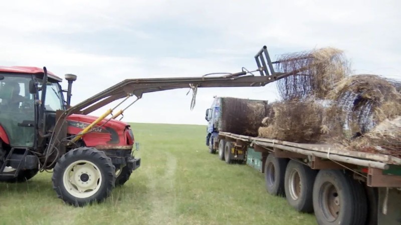 小牛看家带你看,内蒙古新巴尔虎右旗拆除7万米草原铁丝网围栏,