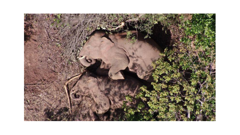 保护野生亚洲象—小牛看家电围栏防范野生动物效果显著